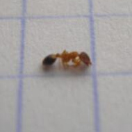 滅蟻施藥后無效，到底怎么辦